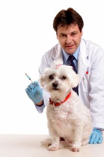 dog doc