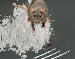 rats_cocaine_