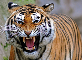 ART_Angry Tiger-799075