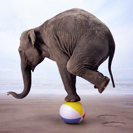 ART_elephantbalancing
