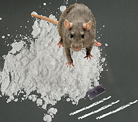 thefix_rat cocaine