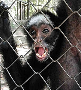 thefix_spider monkey