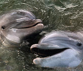 thefix_two dolphins