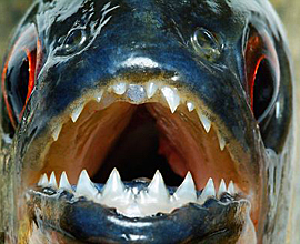 piranha-fix