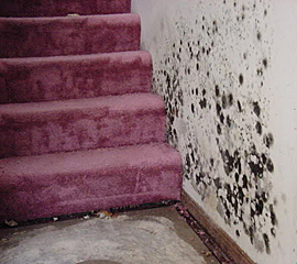 mold-fix