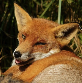 tumblr_m09vioZQPt1rnqzpko1_500