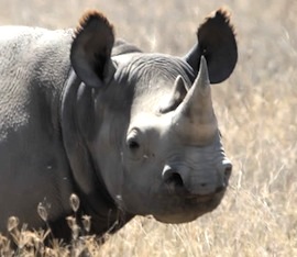 Black_Rhino_Tanzania_closeup
