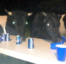 beer cows