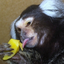 marmoset