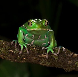 20horse1-articleLarge