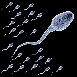 sperm-fix