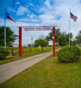 SIZED Burning Tree copy