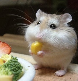 mouse-eating-veggies