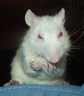 rat