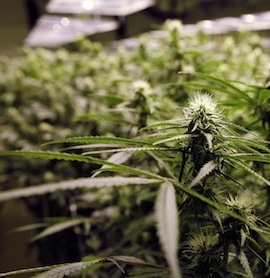 20121112_021910_111212_community_pot