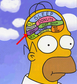 homer's brain_thumb-1