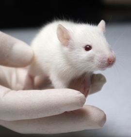 lab-mice