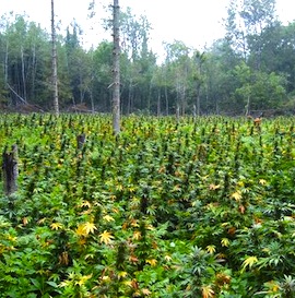 xxx-dsc_0042-4_3_r560