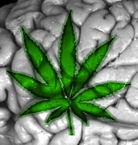 pot-brain