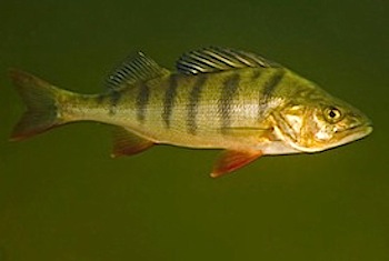 perch