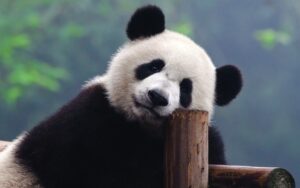 shutterstock_83828641