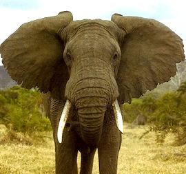 Elephant-elephants-28788752-500-375