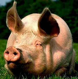 pig_1571615c