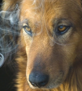 dog smoke