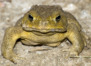 cane toad