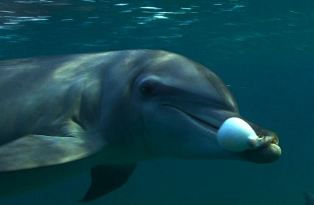 stoned dolphin