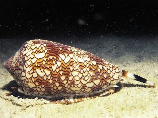 cone snail