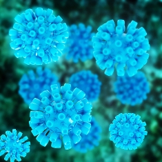 hep c virus