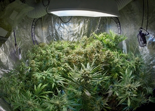 indoor grow