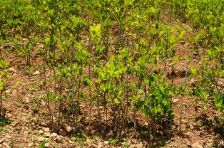 coca plants