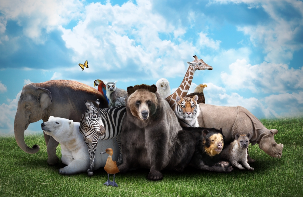 Group of wild animals