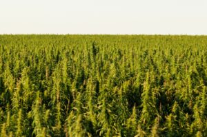 big hemp field