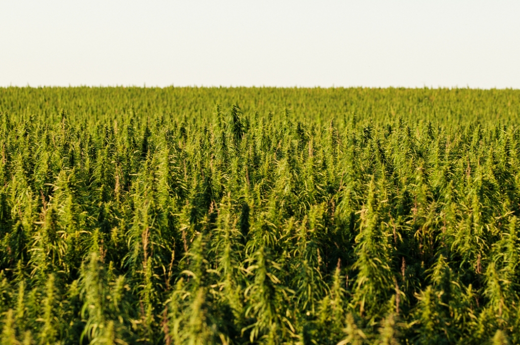big hemp field