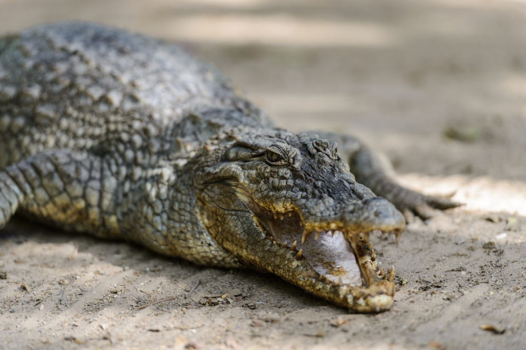 Crocodile