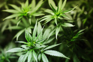 shutterstock_66532513