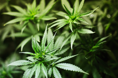 shutterstock_66532513