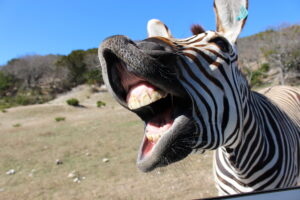 humorzebra