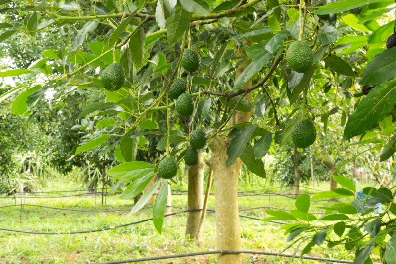avocado tree