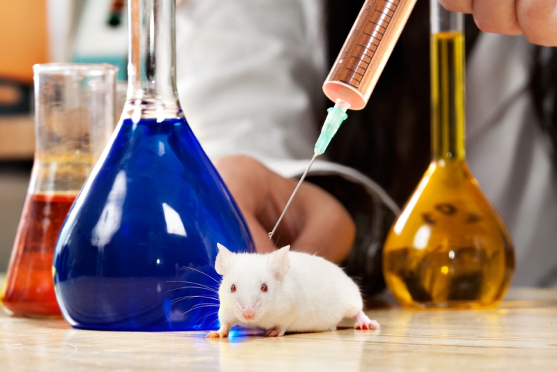 lab mouse injection