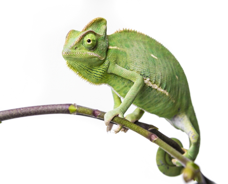 Chameleon on branch