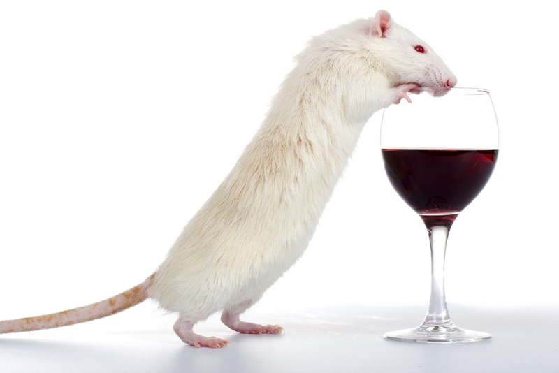 mouse wine