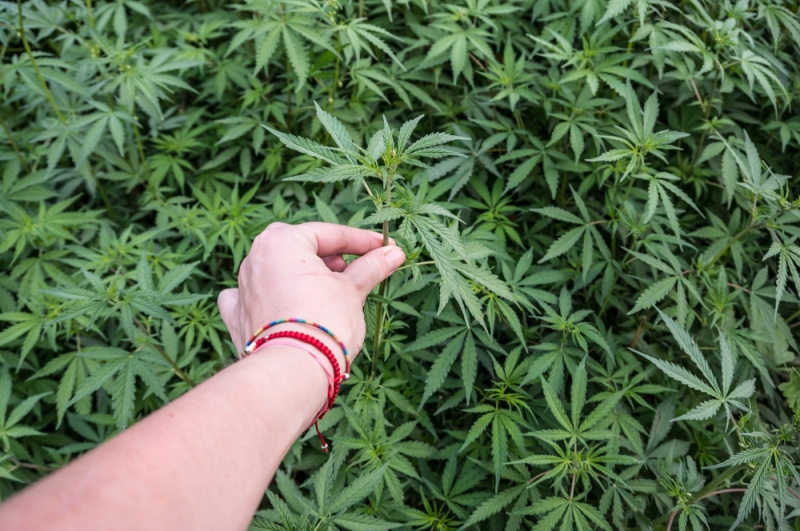 hand picking marijuana plant
