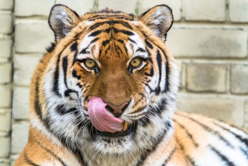 tiger licking lips