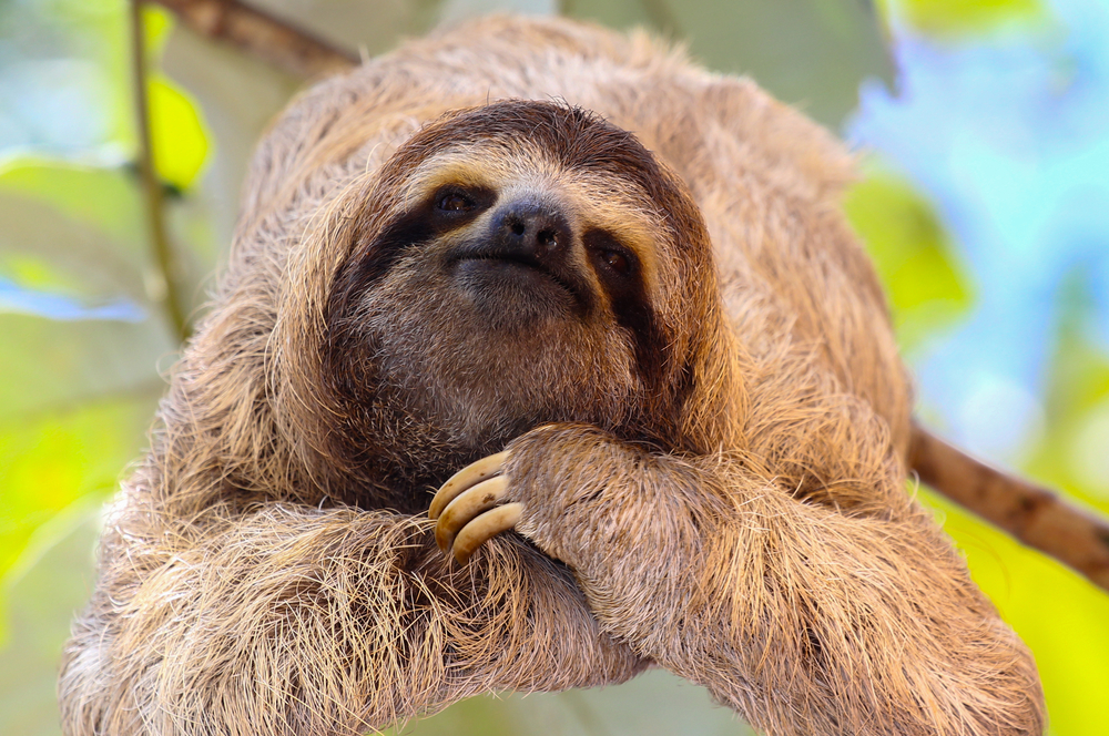 Sloth