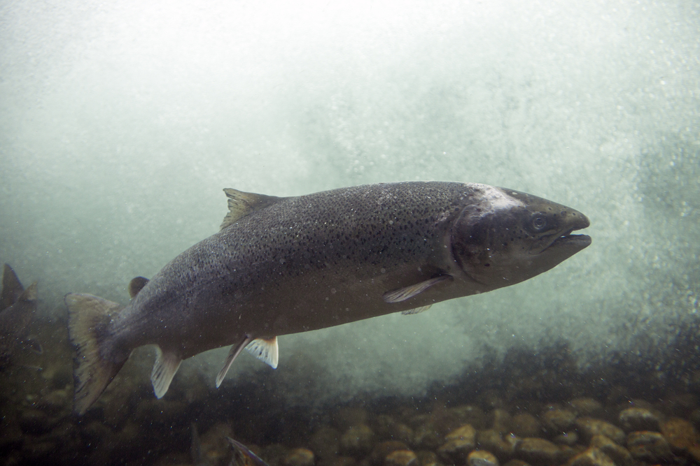 Valium, OxyContin Found In Puget Sound Salmon From Tainted Wastewater