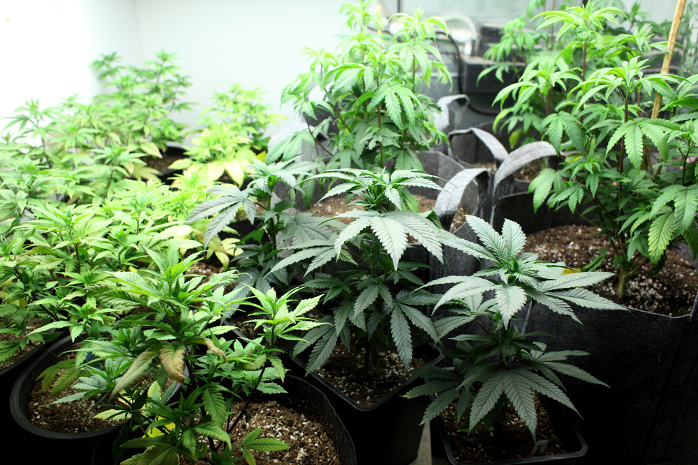 The Federal Government Spent $18 Million Destroying Marijuana Plants Last Year